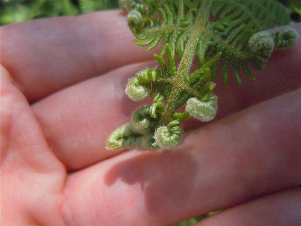 Che pianta ? Pteridium aquilinum